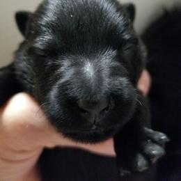 Scottish Terrier Puppies from Scottish Terriers at The Rock
