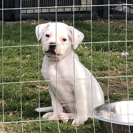 Wally - American Bulldog