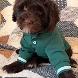 STRIPES - Chocolate male Australian Labradoodle puppy in Valley Springs, California from Blue Denim Doodles