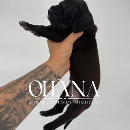 Naomi - Black female Great Dane puppy in Michigan from Ohana Great Danes of Michigan