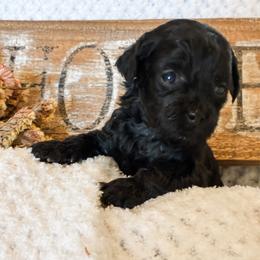 Sally - Black female Havapoo puppy in Marquand, Missouri from Perfectly Playful Doodles