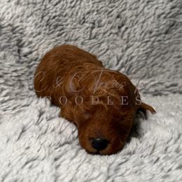 Holly - Red  female Poodle puppy in Austin, Texas from C & C Texas Toy Poodles