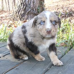 Swirl - Red merle male Australian Shepherd puppy in Macon, Georgia from Shaina’s Shepherds