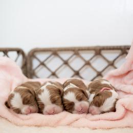 Josie - Blenheim female Cavalier King Charles Spaniel puppy in Seymour, Missouri from Country View Cavaliers