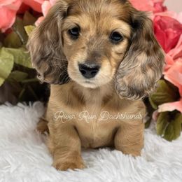 Dachshund Puppies from RRD