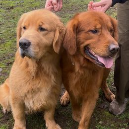 Boy 2 - Dark golden Golden Retriever puppy in Oregon City, Oregon from N.W. Mountain Retrievers