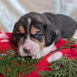 Sir Gwain - Black tan and white male Beagle puppy in Colville, Washington from Rosehaven Homestead