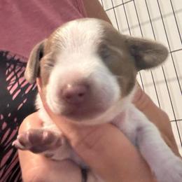 Preston  piebald boy - Piebald male Dachshund puppy in Casselberry, Florida from Amore Mini Dachshund Breeders & More