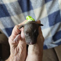 Neon green Girl 4 - White and liver female German Shorthaired Pointer puppy in Lindsay, California from Dori's Danes