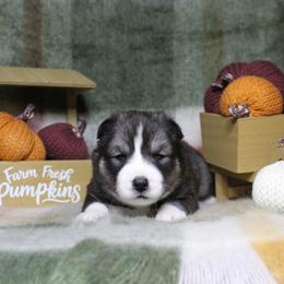 Yellow - Black and white male Siberian Husky puppy in York, Pennsylvania from Spalla Pups