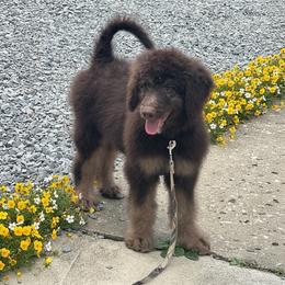 Larry - Phantom male Goldendoodle puppy in Prosperity, Pennsylvania from Stelladoodles & Company