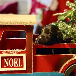 Red collar female - Black female Double Doodle puppy in Norfolk, Virginia from Móraí’s Doodles