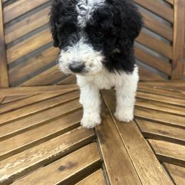 Green girl - Parti female Poodle puppy in Travelers Rest, South Carolina from Hampshire Hill’s Standard Poodles