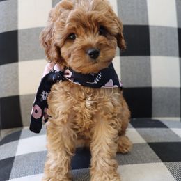 Cavapoo, Goldendoodle, and Poodle Puppies from Pitter Patter Puppies