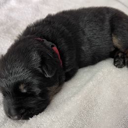 German Shepherd Puppies from Platzhirsch German Shepards