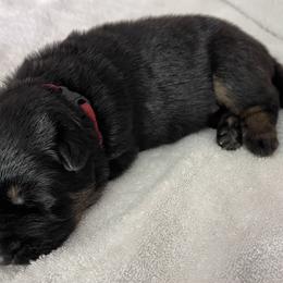 German Shepherd Puppies from Platzhirsch German Shepards