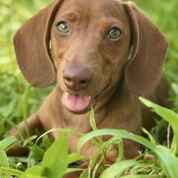 Tangelo - Red male Dachshund puppy in Florida from Niki Humphries' Dachshunds
