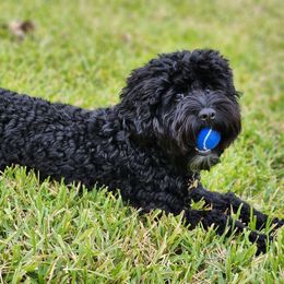 Cockapoo and Goldendoodle All Grown Up from Southern Belle Doodles