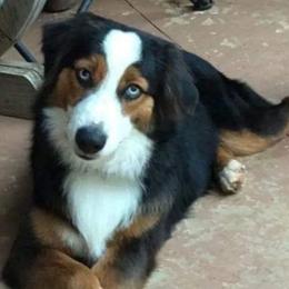 Baxter - Miniature Australian Shepherd