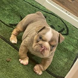Juice - Lilac tri-color male Bulldog puppy in Seneca, South Carolina from Burrell’s Bulldog Kingdom