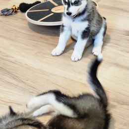 Pomsky Puppies from Way too cute Pomskies