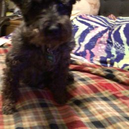 Jake - Miniature Schnauzer