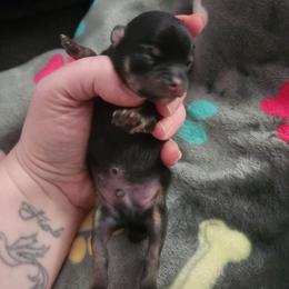 Jarek - Black and tan male Chihuahua puppy in Ashtabula, Ohio from Paw's & Awe's Chihuahuas