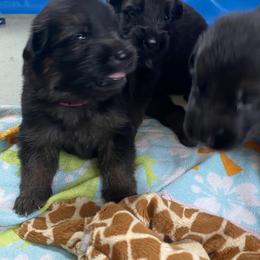 German Shepherd Puppies from Oakley Acres Shepherds