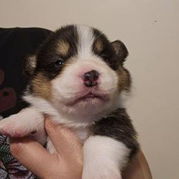 Little foot - Black and tan male Pembroke Welsh Corgi puppy in Lilburn, Georgia from Wildflowercorgis