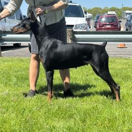 Doberman Pinscher puppies from Aaliyah’s Dobies