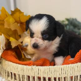 Tinkerbell - Black tri female Toy Australian Shepherd puppy in Ambrose, Georgia from Brandilyn's Aussies