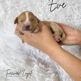 Eve - Apricot female Australian Labradoodle puppy in Oregon from Forever Loyal Labradoodles