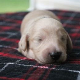 Dachshund Puppies from Powerdox Dachshunds
