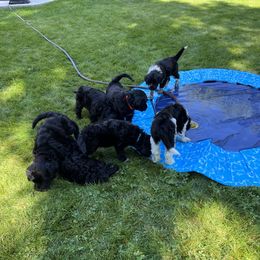 Portuguese Water Dog Puppies from Yellowstone Porties