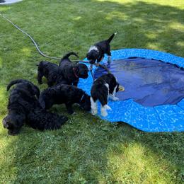 Portuguese Water Dog Puppies from Yellowstone Porties