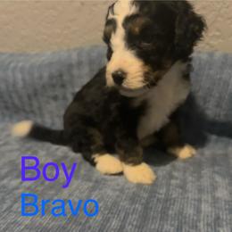 Bravo - Tri-color male Bernedoodle puppy in Battle Creek, Michigan from T-Rose’s Bernedoodle & Pomsky Puppies