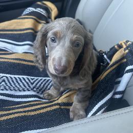 Tulsa - Dachshund