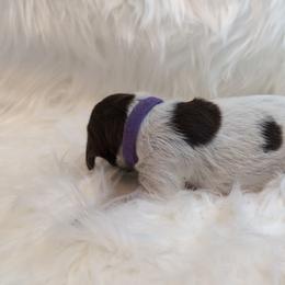 Purple - Liver roan female German Shorthaired Pointer puppy in Highland, Illinois from Big Daves Bird Dogs LLC,  BDBD