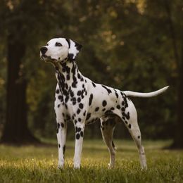 Cooper  - Dalmatian