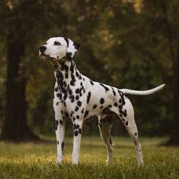 Cooper  - Dalmatian