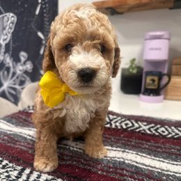 Chandler Bing - Cream male Goldendoodle puppy in Sacramento, California from Creamy Retrievers