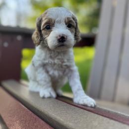 Blue Collar Boy - Caramel cream male Australian Labradoodle puppy in Hagerstown, Maryland from Westfields Labradoodles