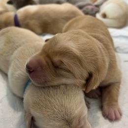 Boy 1 - Yellow male Labrador Retriever puppy in Eugene, Oregon from McKenzie Reign Labradors