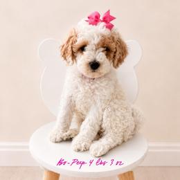 Bo Peep - Parti female Goldendoodle puppy in Hot Springs, Arkansas from Hot Springs Kennels