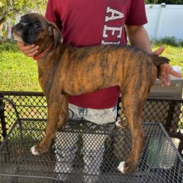 Rosie Ruby 1100.00 - Brindle female Boxer puppy in S AI Nt Cloud, Florida from SMART AKC Boxers