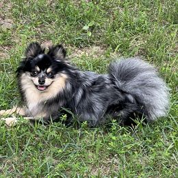 Addie - Pomeranian