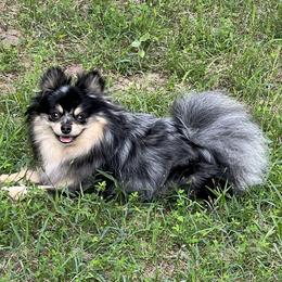 Addie - Pomeranian