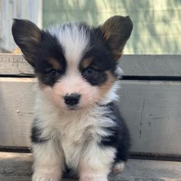 Meatball - Black and tan male American Corgi puppy in East Oakdale, California from Rhettro Kennels