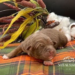 RTM - Red tri-color male Australian Shepherd puppy in Thornton, Colorado from 303 Aussies