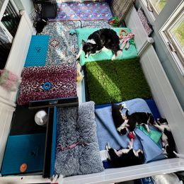 Border Collie Puppies from Ferry Hill Farm